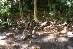 Gymnacranthera farquhariana